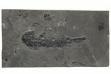 Devonian Lobe-Finned Fish (Osteolepis) Fossil - Scotland #217949-1